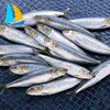 High quality competitive frozen sardine fresh fish
