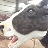 dairy cow life size simulation animatronic animal series