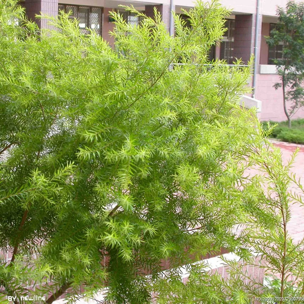 Whitecream Flower Color Real Live Arbor Plant Black Teatree Melaleuca