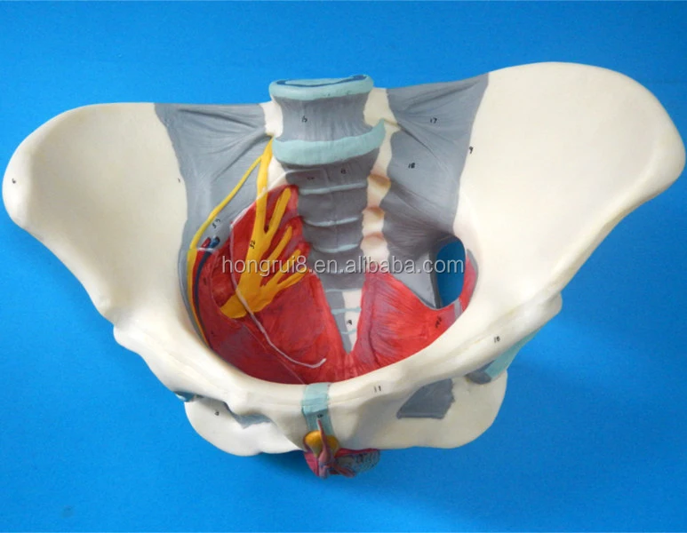 Iso Advanced Female Pelvis Model With Pelvic Floor Muslces And Nerves ...