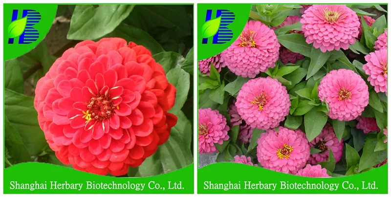 Professionale Hybrid Seme Di Fiore Azienda Fornitura Hybrid F1 Semi Di Zinnia Fiore Per La Semina Buy Fiori Nome Regalo Mini Pianta Semi Di Fiore Di F1 Semi Ibridi Product On Alibaba Com