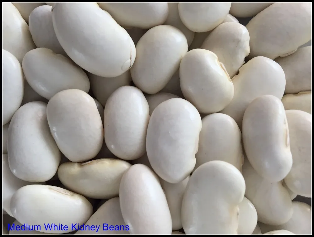 Scientific Name Of Medium Size White Kidney Beans Buy Red Kidney