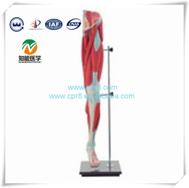 BIX-A1038 Lower limb muscle anatomy model_