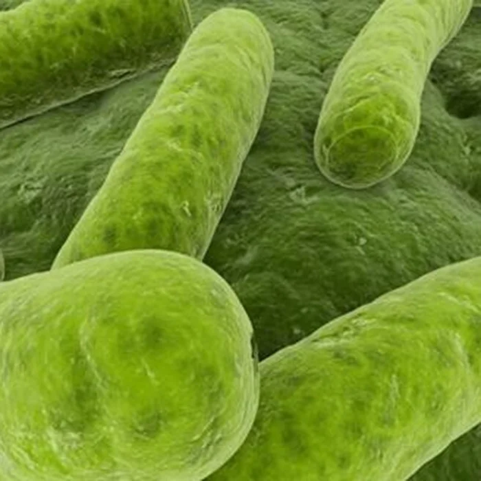 organic spirulina.jpg