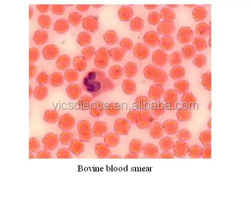 動物の血液スミアの特別な染色コントラスト準備顕微鏡スライド Buy 血液 コントラスト調製されたスライド 動物の血液スミア Product On Alibaba Com