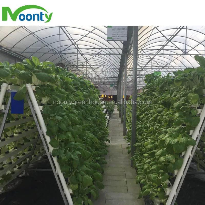 Hydroponics Plant6.jpg