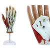 human anatomy hand model for medical domain