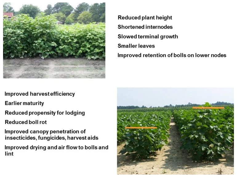 Shop mepiquat chloride Price-Detailed Image 4