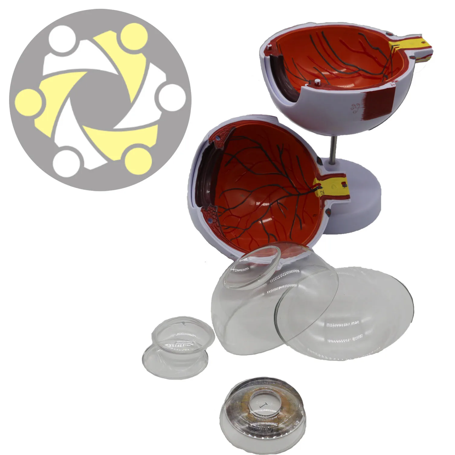 B34-1 eye model  (4).jpg