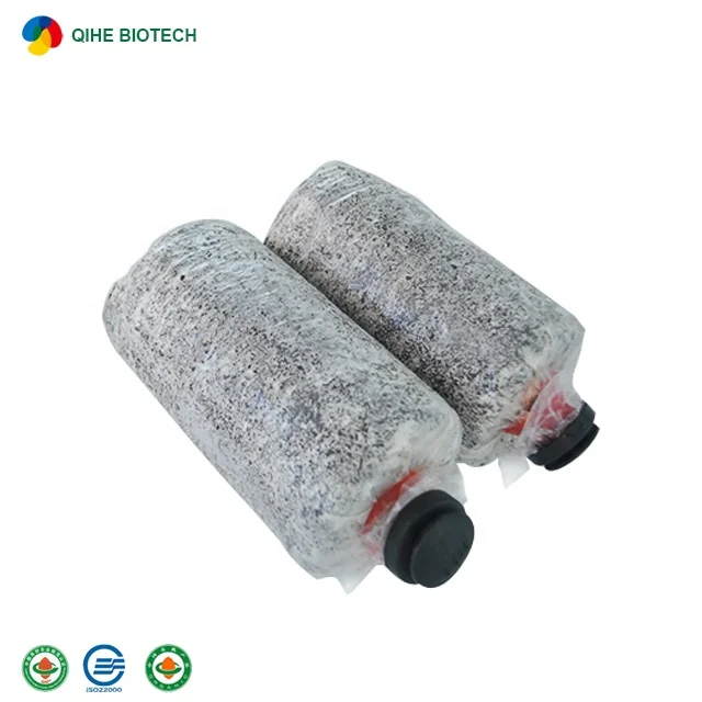 
GAP certificated mushroom farm direct seller cultivated health fresh king oyster mushroom grow bags spawn 
