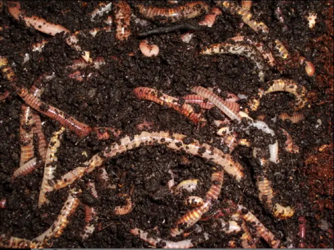 vermicompost fertilizers ile ilgili gÃ¶rsel sonucu