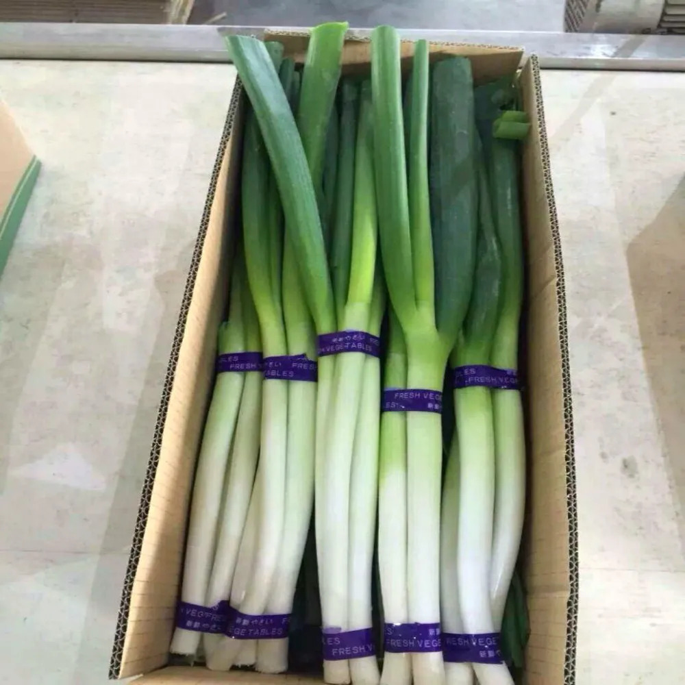 Fresh Shallot 4p Bundle Chinese Green Onion Buy Chinese Green Onion