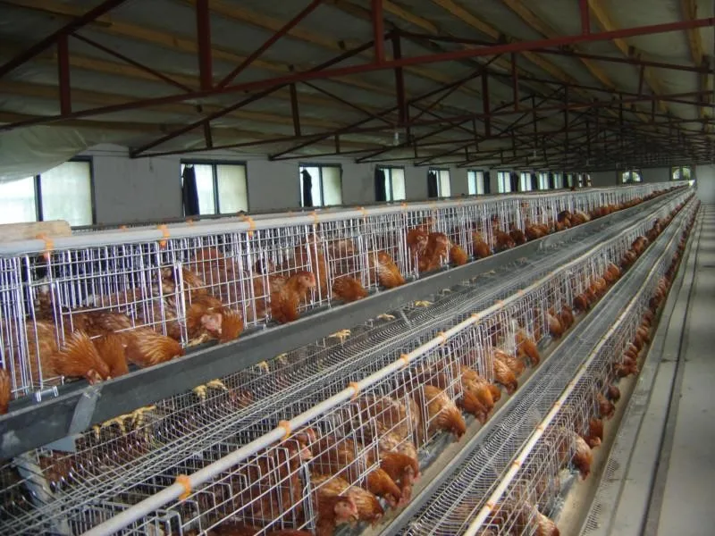 Poultry Farm Equipment Chicken Cage For Sale In Sri Lanka Buy Poultry