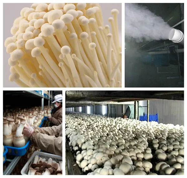 Mushroom Cultivation Equipment Buy Mushroom Cultivation Equipment