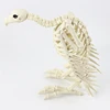 Promotional high quality plastic skeleton halloween bird skeleton animal skeleton