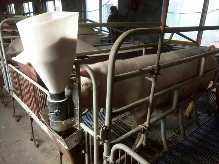 New Intelligent Pig Auto Feeder Automatic Pig Feeder For Sale Buy