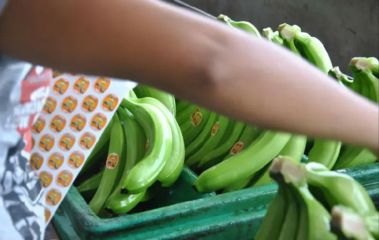 A GRADE Premium Cavendish Banana 20cm Finger Size Fresh Ecuadorian Yellow Green Vacuum Packed GAP Certified 19.5kg Turkey