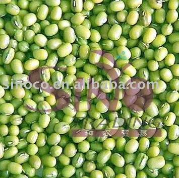 
Green Mung Bean 