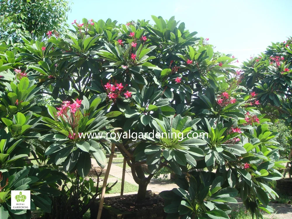 Plumeria Rubra Trees Frangipani Product On Alibaba