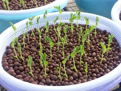  Clay Ball Clay Pellet Plant Nutrient Flower Soil Clay Soil 