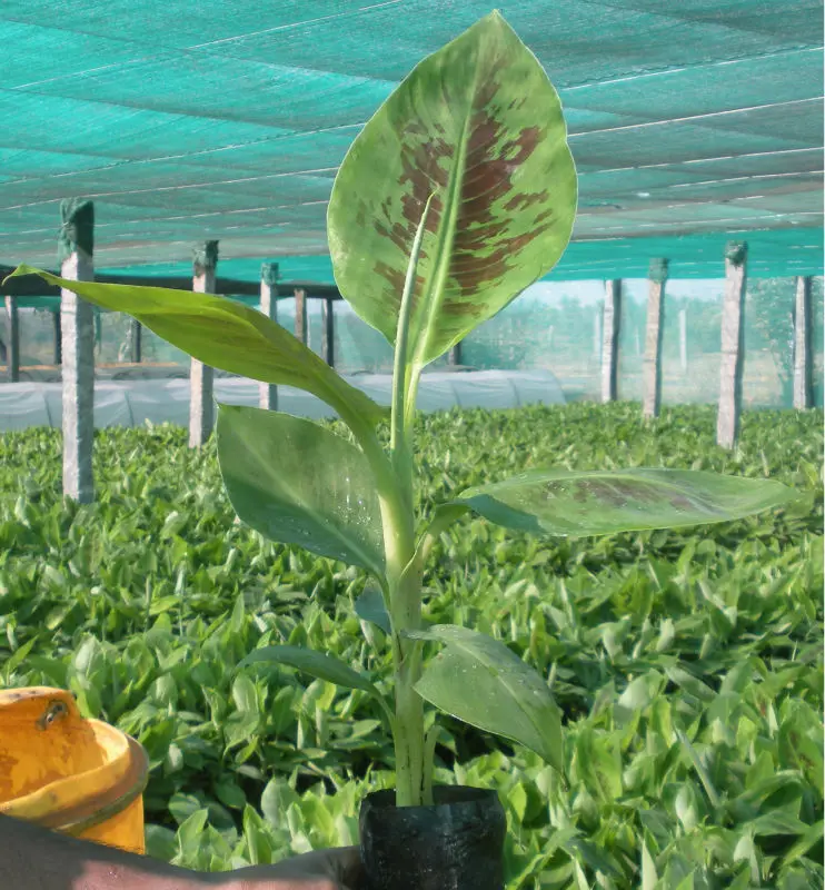 Tissue Culture Banana Images Photos Pictures On Alibaba Tissue Culture Banana Images Photos