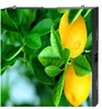 Outdoor Usage and Video Display Function P6 rgb led 32x32 module