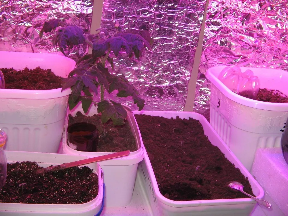 10w cob grow led chip , full spectrum 380nm~840nm full spectrum led grow light for plant grow fast and better