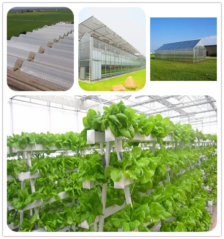 greenhouse watermelon commercial planting