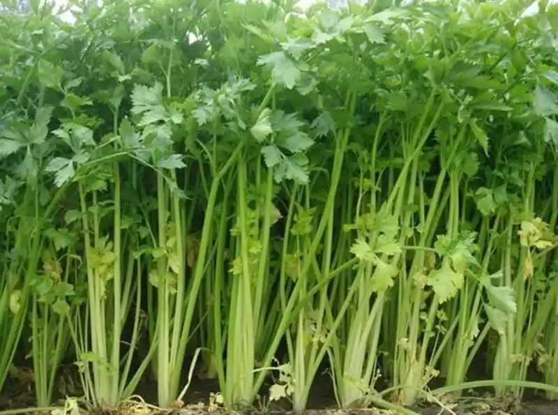 celery seedlings