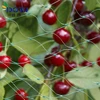 Anti insect net for crop Windproof Net