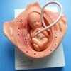 The development process for human embryo model