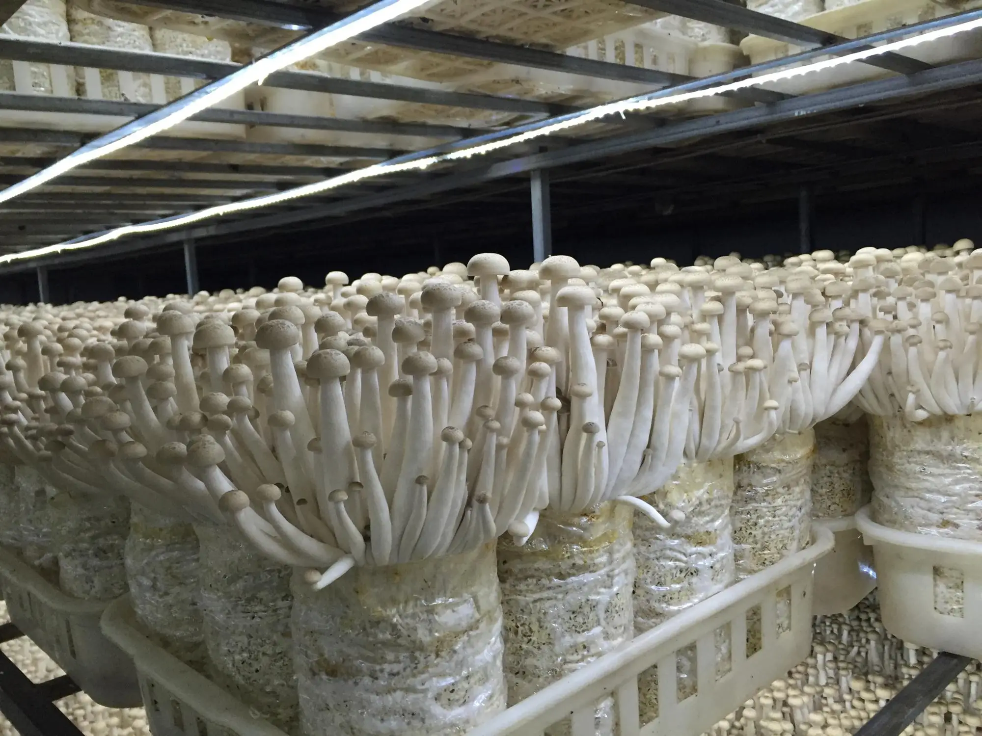 Грибницы для выращивания грибов
