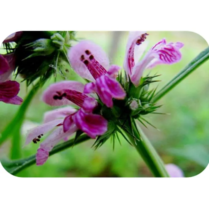 e with favorable price