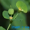 XIANTAIMA Hot Sale Euphorbia Humifusa Powder,Euphorbia Humifusa Powder Extract