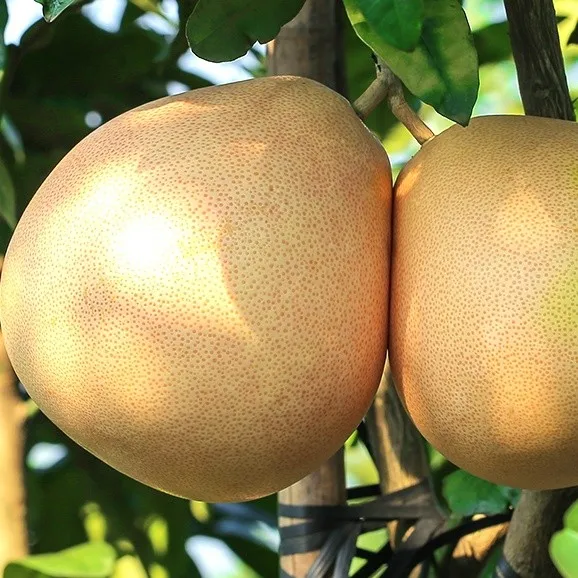 Sinofarm Chinese 2023 New Season Fresh Shaddock Delicious Grapefruit