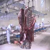 Cattle Slaughter and Process Equipment for Slaughterhouse