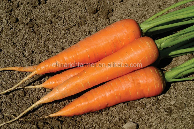 carrot (9).jpg