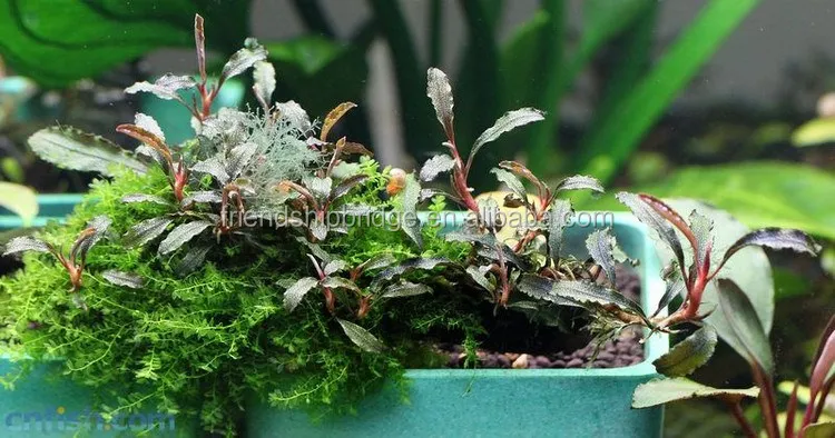 Bucephalandra  6.jpg