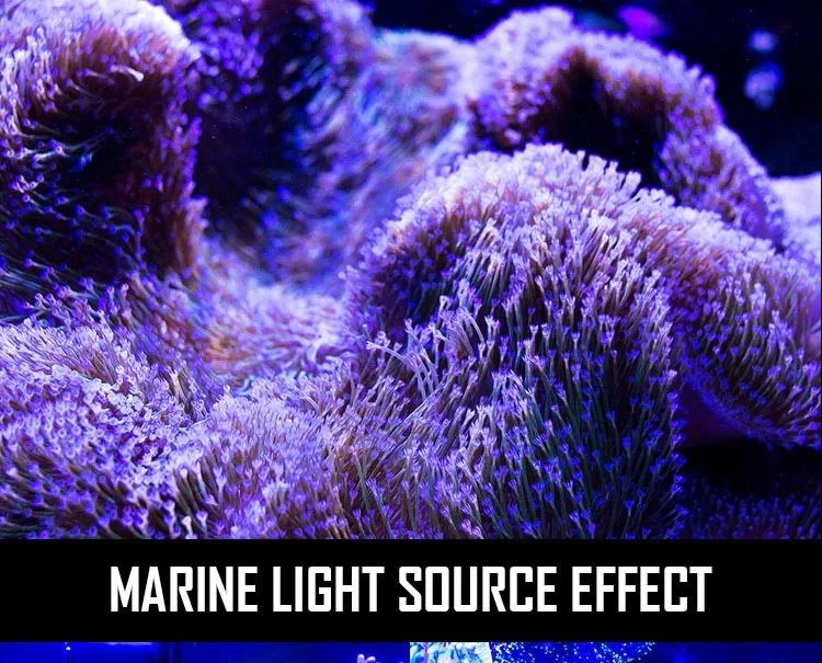 Professional adjustable bracket RoHs certification high quality full spectrum RGB coral reef aquarium led lighting