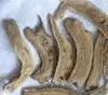 Buy aucklandia costus root health benefits functional herb grow in high altitude