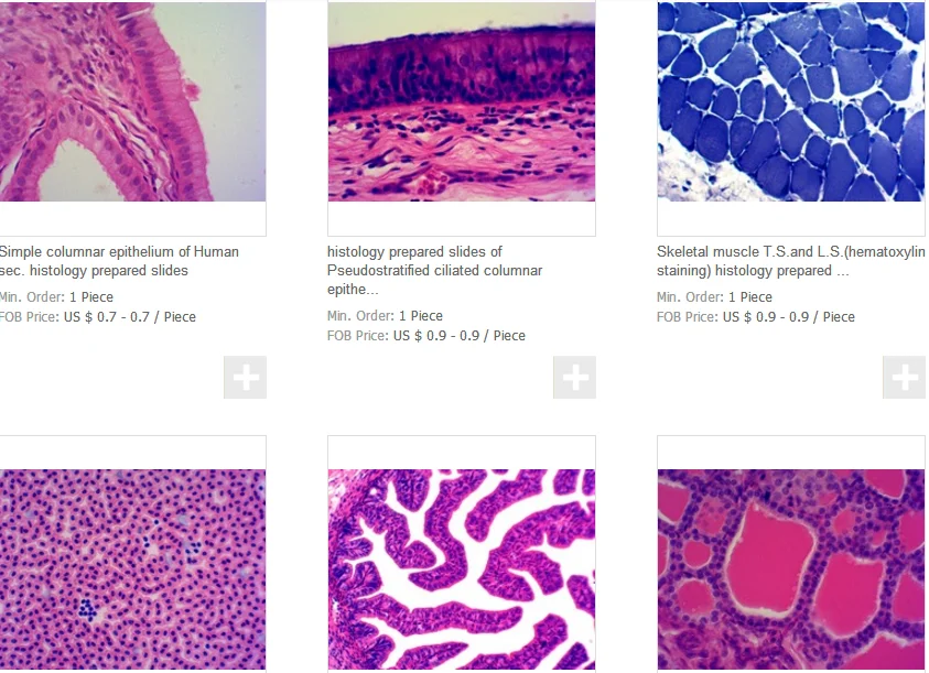 Laboratory Research Human Histology Prepared Microscope Slides ...