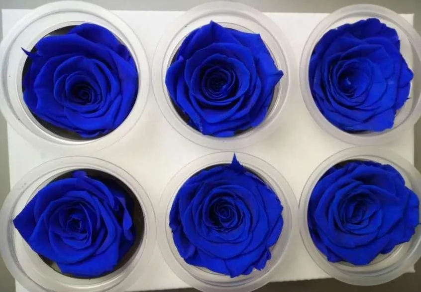 rose 3.jpg