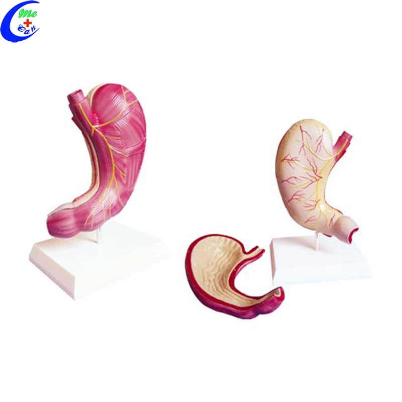 stomach model .jpg