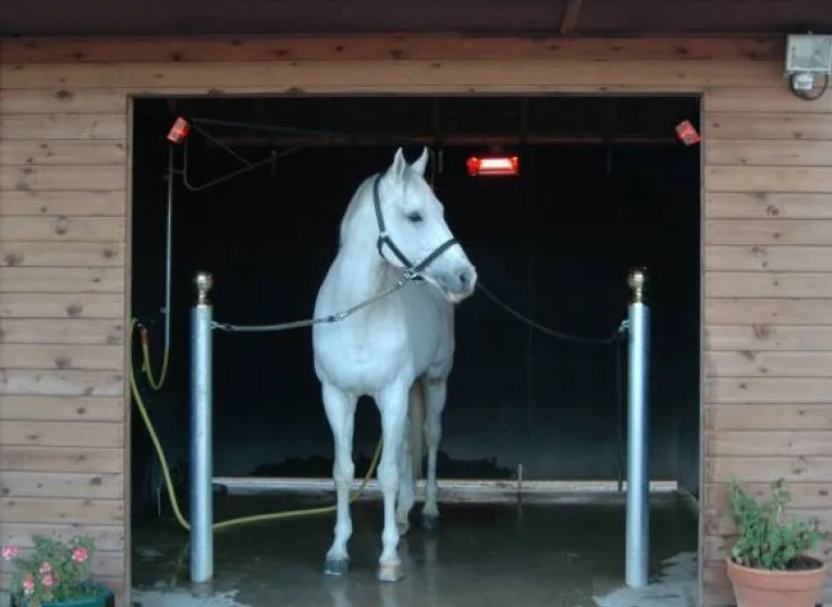 Animal Heater Horse Stable Using Infrared Glass Panel Heater Buy Animal Heater,Infrared Glass