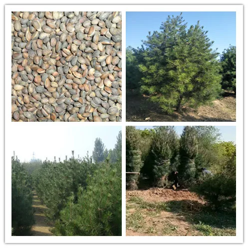 White Bark Pine Seeds.jpg