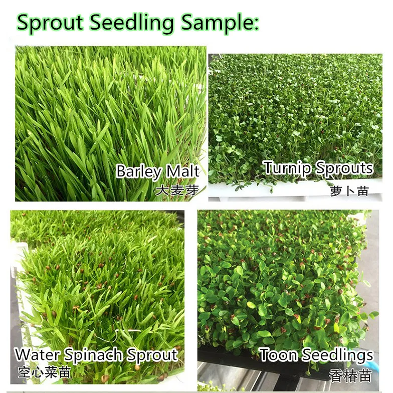 Sprout seedling sample