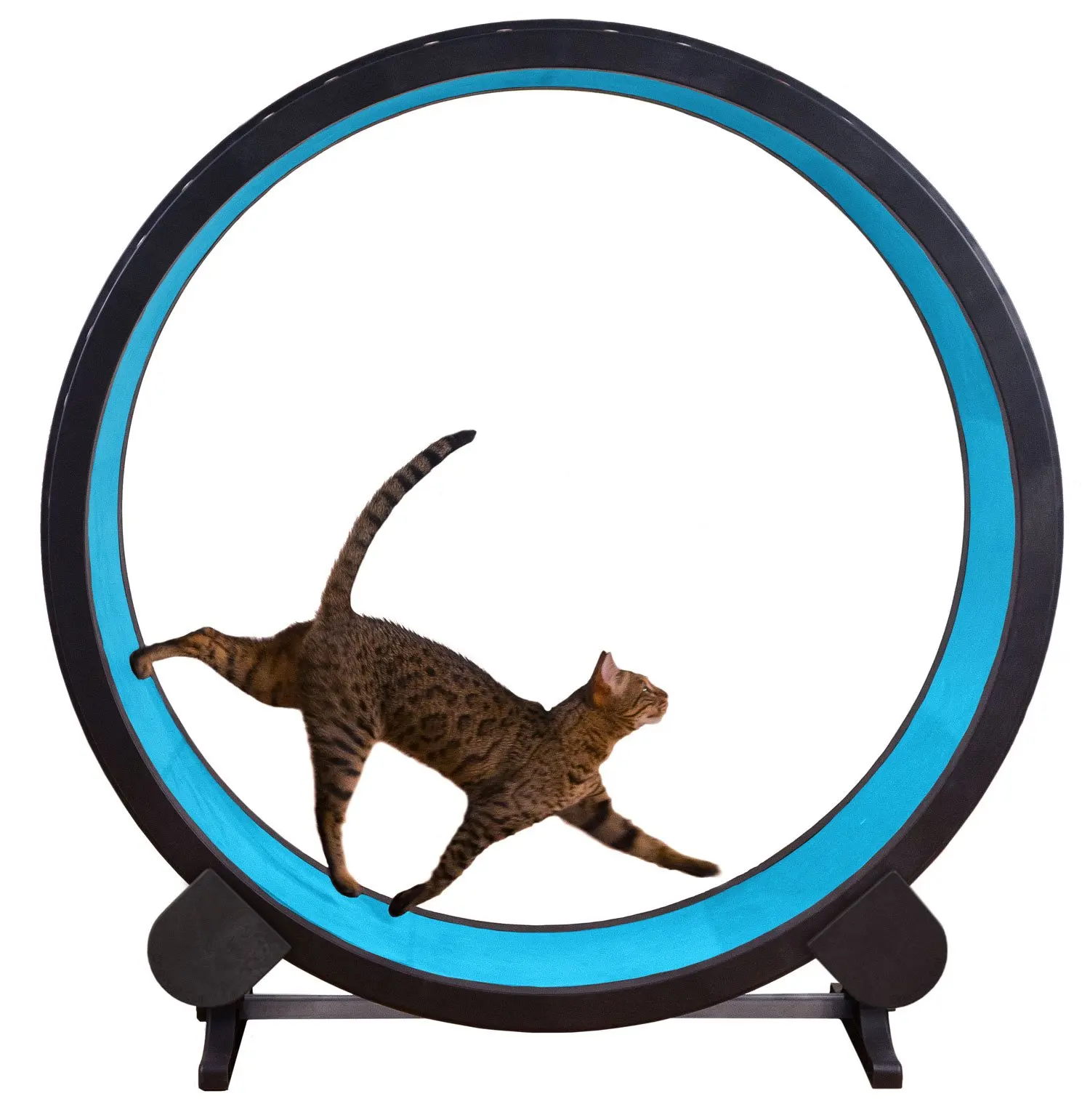 Buy One Fast Cat Exercise Wheel in Cheap Price on