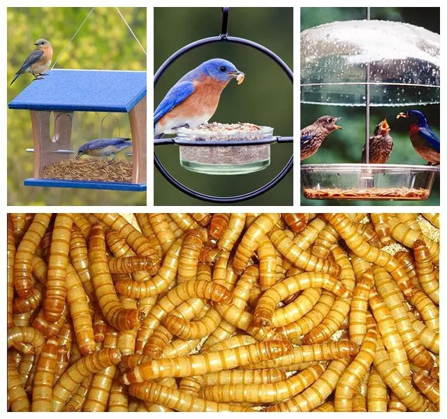 Chirping Bird Feed Wholesale Dried Mealworms For Wild Birds Buy