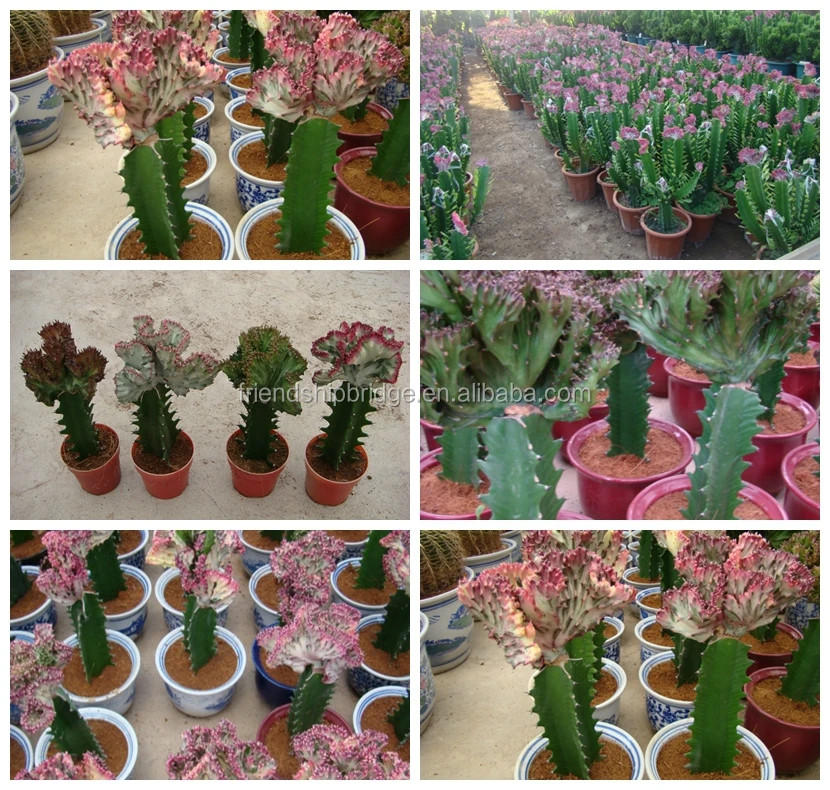 mini small big size multi color outdoor indoor cactus bonsai