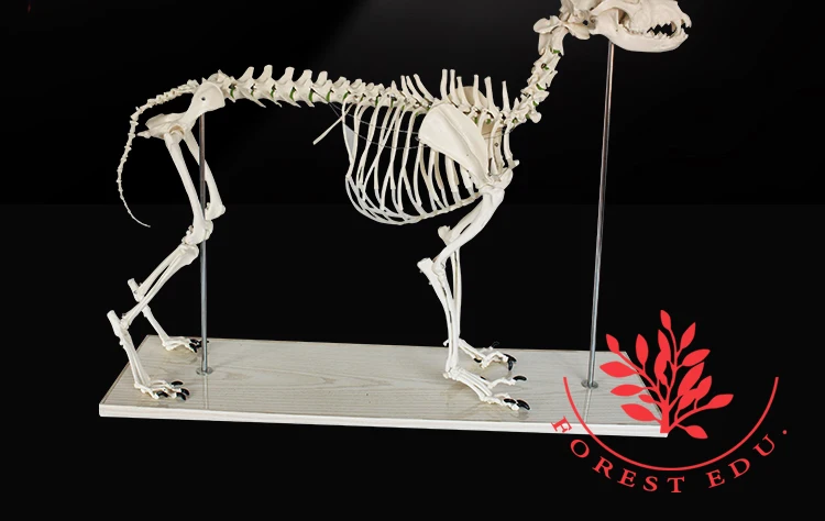 生物教学动物月各类犬骨骼模型 Buy 犬骨骼模型 骨骼模型 狗骨架product On Alibaba Com